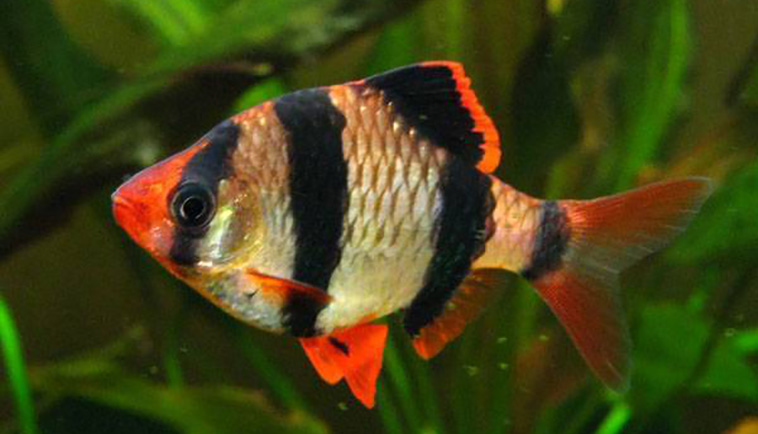 Barbus sumatranus